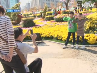 마산만, 1억송이 국화 대향연 [캠퍼스 리포트]