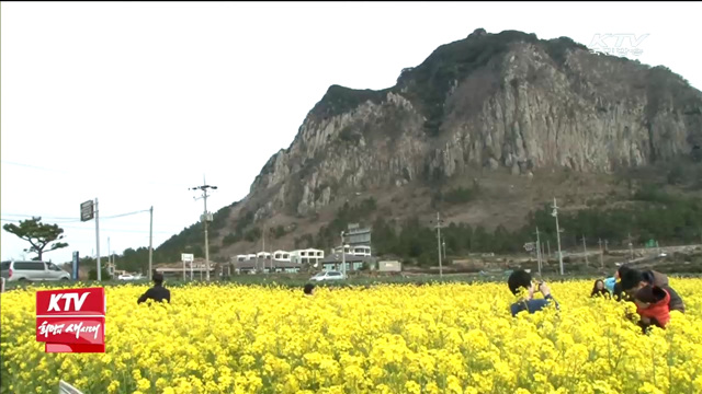 제주 완연한 봄…꽃 활짝