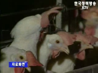 아산 닭 집단폐사 원인 `뉴캐슬병`