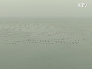 강원도, 동해에 '최대 해삼단지' 조성 