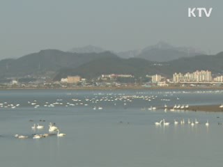 '겨울 손님' 고니 돌아왔다