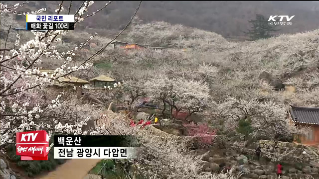 섬진강 매화 절정…봄꽃 관광객 북적