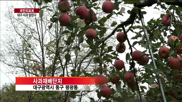 평광동 '대구 사과' 명맥 잇는다 [국민리포트]