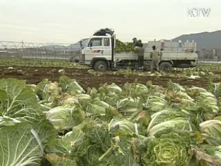 농협, 배추 1천톤 30% 할인 판매