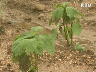 농어촌 태풍 피해 예방팀 긴급 파견