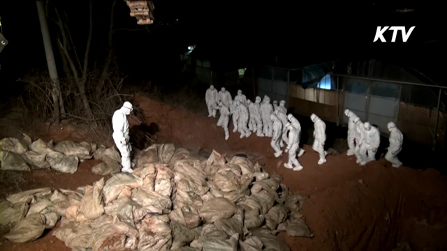 '확산을 막아라'…군, 매몰작업 지원