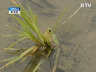 멸종위기 '수원청개구리' 복원 길 열려