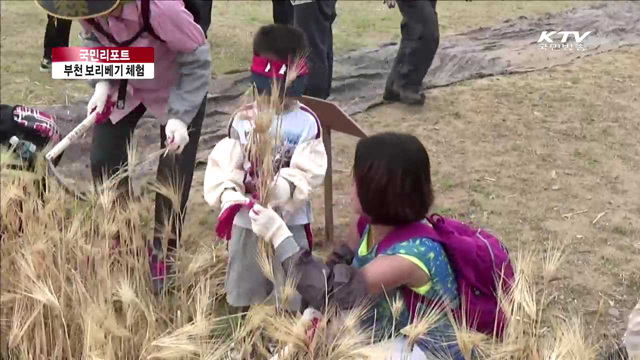 '보리베기 체험' 너무 즐거워요 [국민리포트]