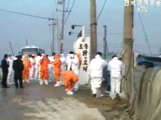 천안 AI, 본격 매몰 처분