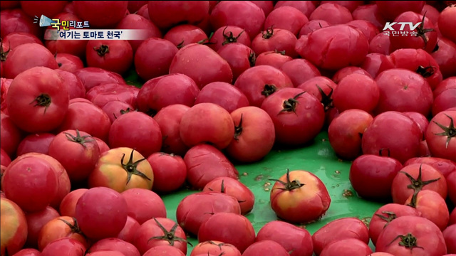 화천 토마토축제 나흘간 11만5천명 '성황'