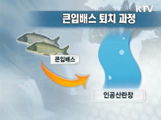 생태계 무법자 '큰입배스', 알부터 퇴치