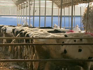 구제역 백신 6개월마다 접종