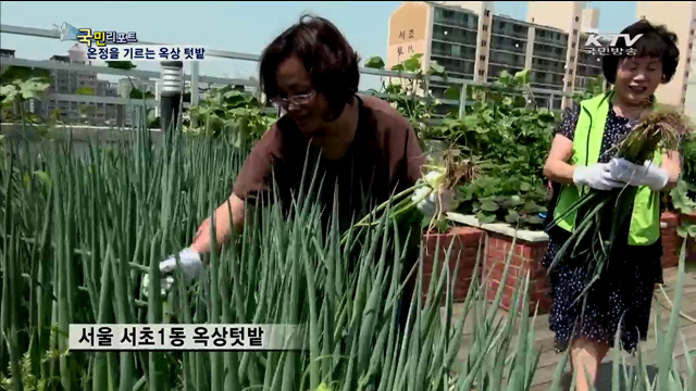 옥상 텃밭서 채소 키우고 사랑도 나눠요