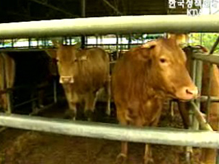 내년부터 국산 쇠고기 30% 이력추적