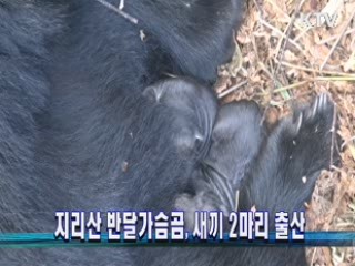 지리산 반달가슴곰, 새끼 2마리 출산