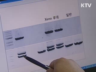 장기이식용 무균돼지 대량생산 '성큼'