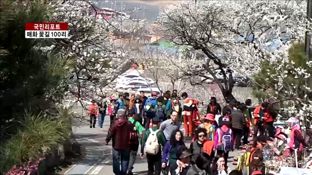 섬진강 매화 절정…봄꽃 관광객 북적 [국민리포트]