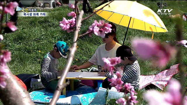 연분홍 복사꽃 절정…화폭에도 가득