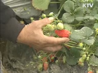 전남도, 연말연시 폭설대비 비상근무 돌입