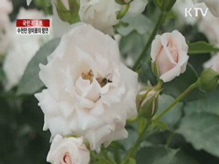 서울대공원, 수천만 장미꽃의 향연 [국민리포트]