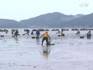 게르마늄 바지락 일본 특허 획득