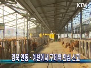 경북 안동, 예천에서 구제역 의심 신고