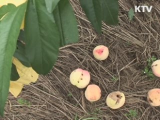 과수 재해 보험금 1천92억원 지급