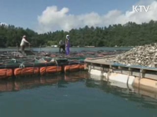 충남 서해안 사상 첫 적조주의보 발령