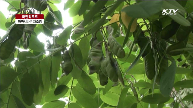 아까시나무, 공기 정화 능력 탁월 [국민리포트]