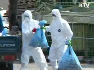 AI 매몰지 반경 3km 상수도 공급