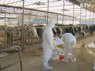 백신접종 본격화···구제역 이번 주 고비