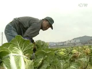 배추 비축물량 방출...가격안정 추진