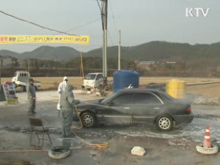 구제역 위기경보  '심각' 단계로 격상