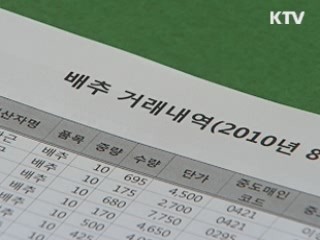 '배추 가격안정 명령제'  내년 도입 추진