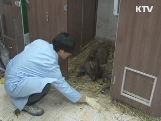 생생히 포착된 '산양의 혹독한 겨울나기'