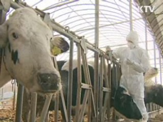 경기 여주·이천·양평도 '구제역 백신'