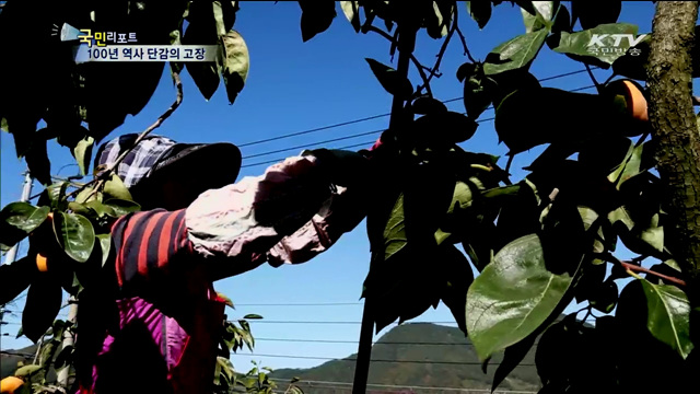 100년 역사 단감 재배지…창원, 주홍빛 가득