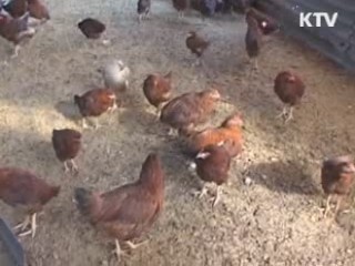 AI 위기경보 '경계'로 격상