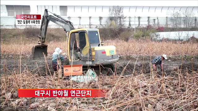 대구 특산물 '연근·잎 들깨' 수확 한창 [국민리포트]