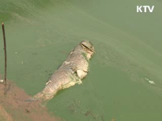 "4대강 녹조, 근본 원인 파악이 우선"