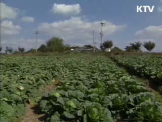 당정, 배추 매점매석 단속 강화