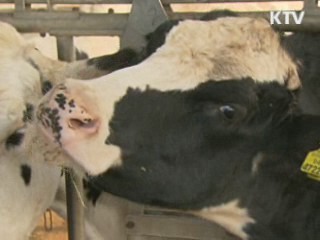 구제역 백신접종 지속 여부, 향후 상황 봐가며 결정 