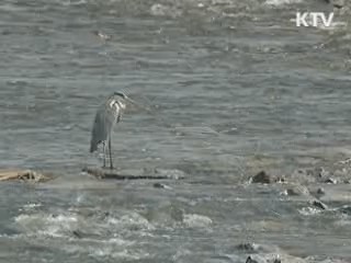 내일 한강 여주·강천보 공식 개방