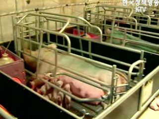 깨끗한 돼지로 안심