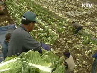 당정, 배추 매점매석 단속 강화