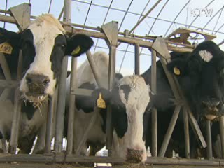 강원도 횡성 3만6천마리 백신접종 시작