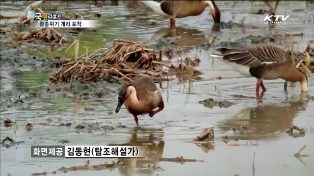 천연기념물 게리…생생한 모습 포착