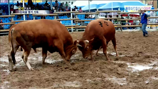 전국 싸움소 총집결…박진감·재미 가득