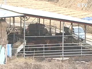 인접 지자체 구제역 확산 차단 총력