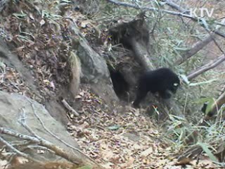 반달가슴곰 국내서 자체증식 출산